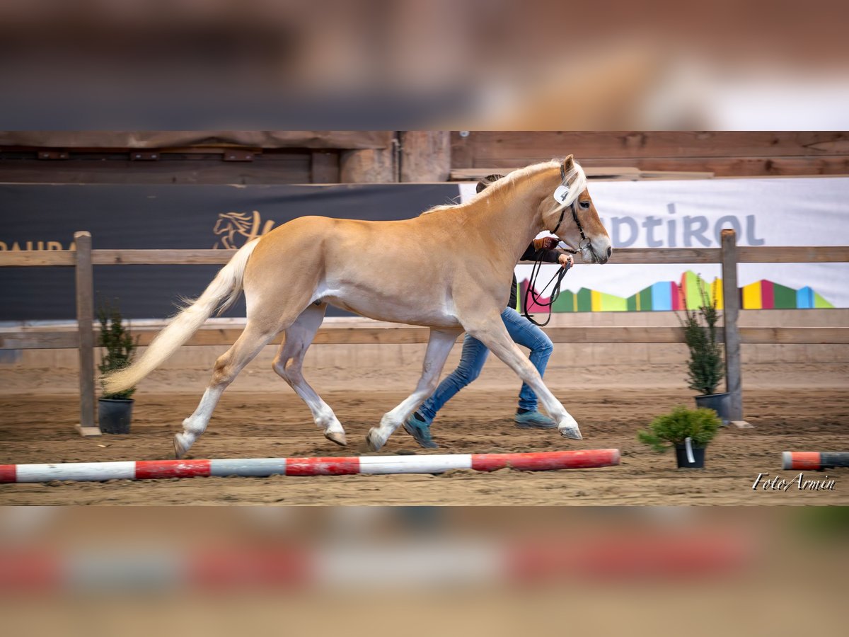 Haflinger Gelding 4 years 14,1 hh Chestnut-Red in Mainbernheim