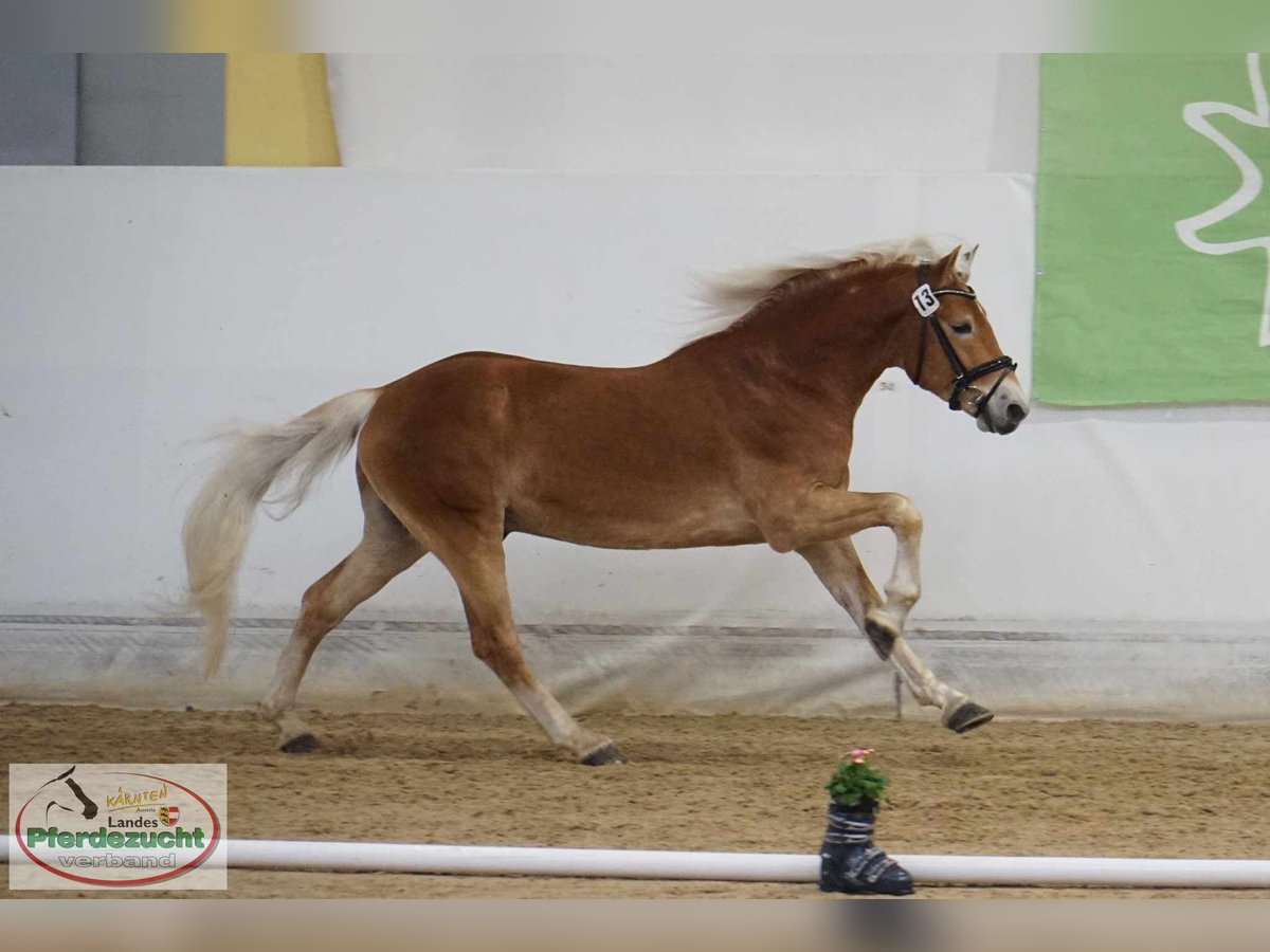 Haflinger Gelding 4 years 14,2 hh Chestnut-Red in St. Veit an der Glan