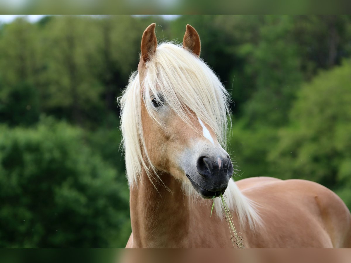 Haflinger Gelding 4 years 15,2 hh in MONTENACH