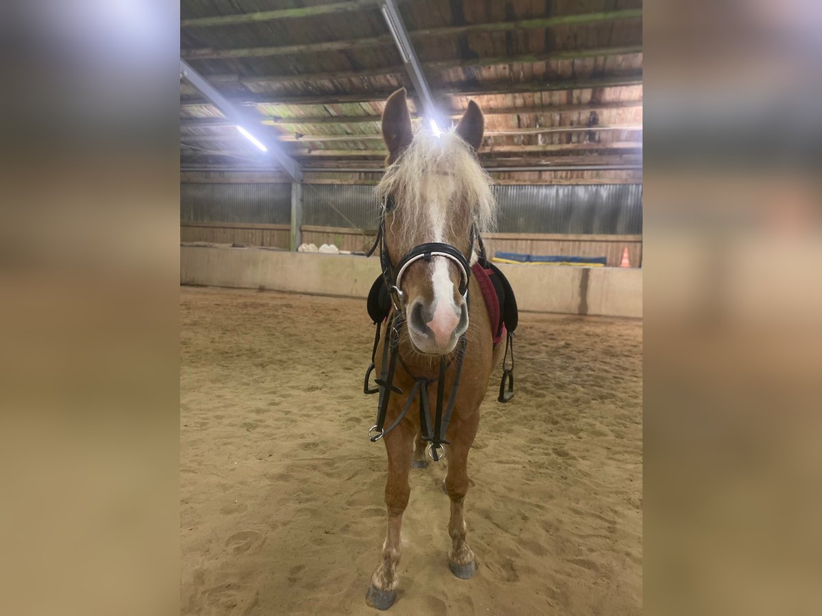 Haflinger Mix Gelding 5 years 14,1 hh Palomino in WiehlWiehl