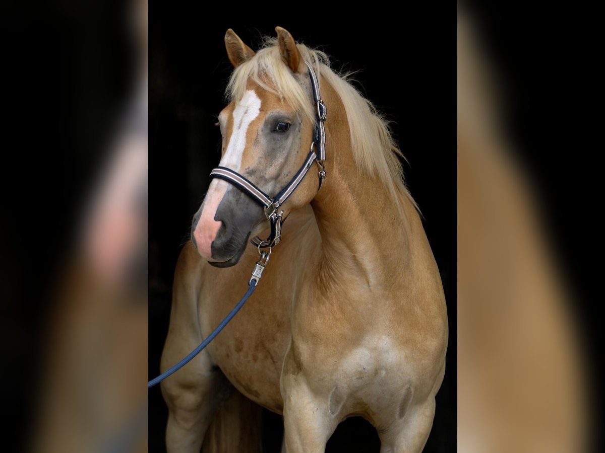 Haflinger Gelding 5 years 14,2 hh in Ölbronn-Dürrn