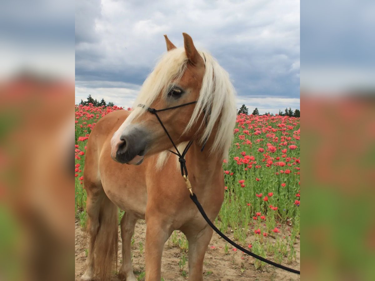 Haflinger Gelding 5 years 14,2 hh in Eggmanns 8