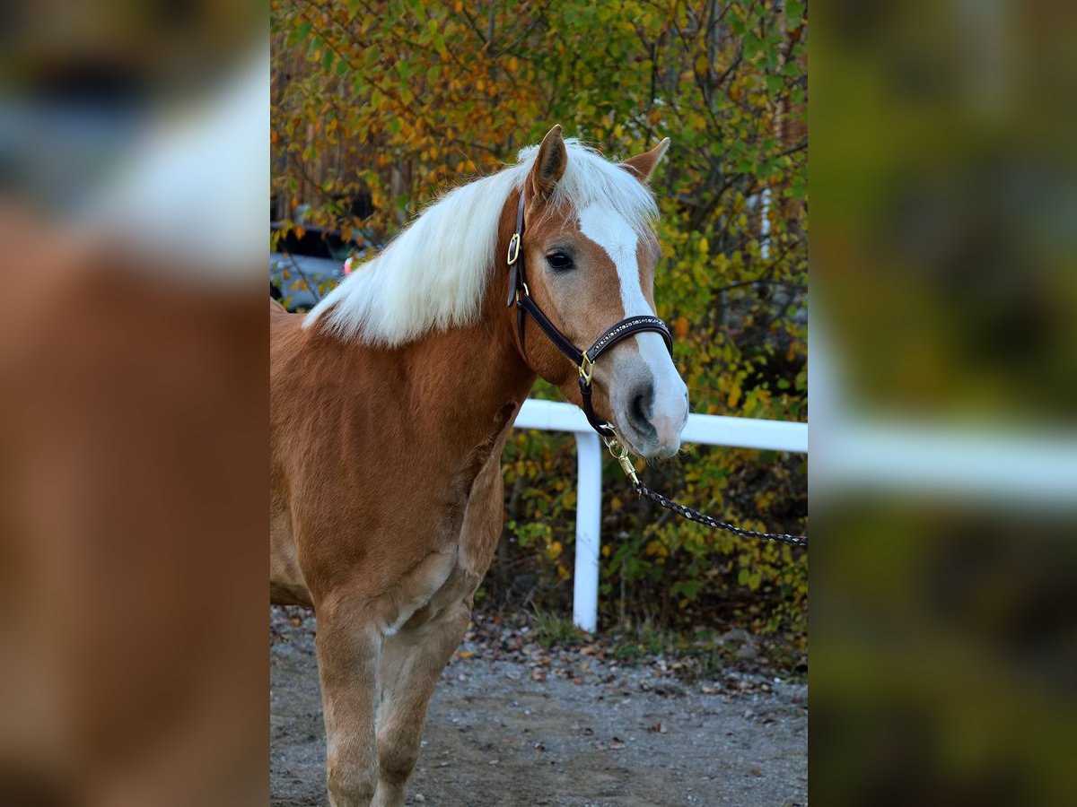Haflinger Gelding 5 years 14,1 hh Chestnut-Red in Stra&#xDF;walchen