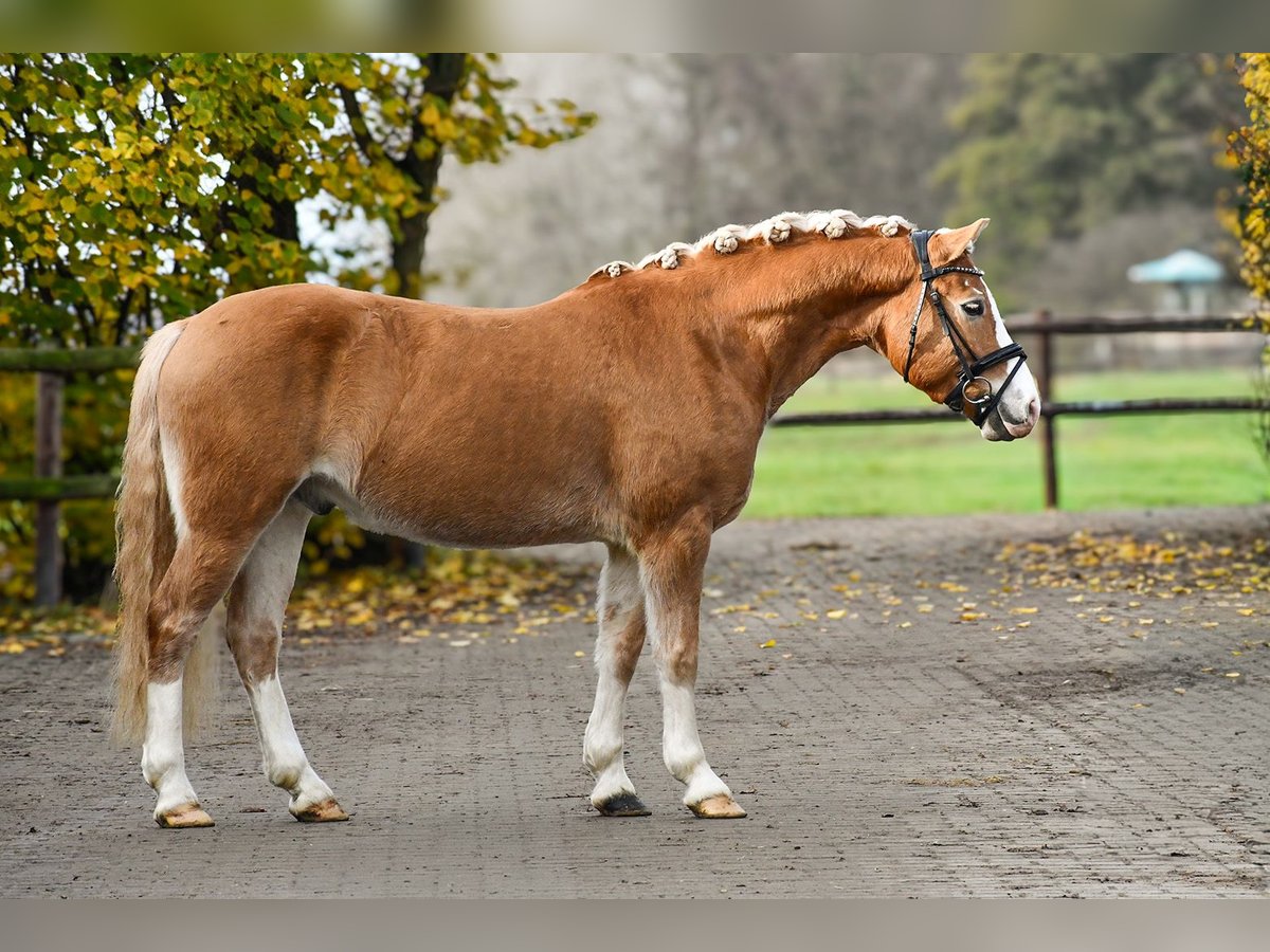 Haflinger Gelding 5 years 14,2 hh Chestnut-Red in Riedstadt