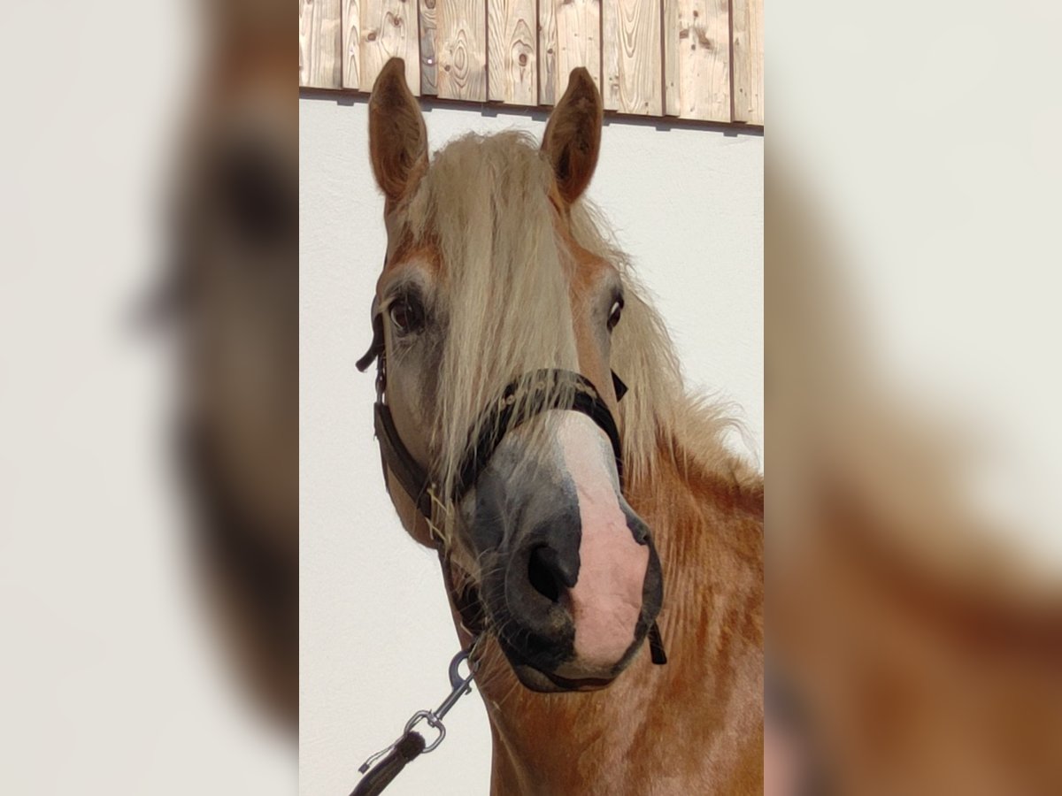 Haflinger Gelding 5 years 14,3 hh Brown-Light in Tuntenhausen
