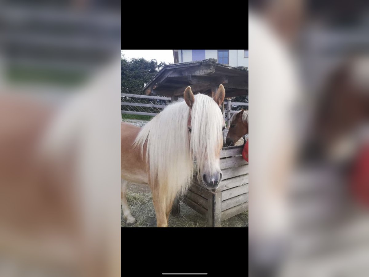 Haflinger Gelding 5 years 15,1 hh Chestnut-Red in Sankt Peter am Kammersberg