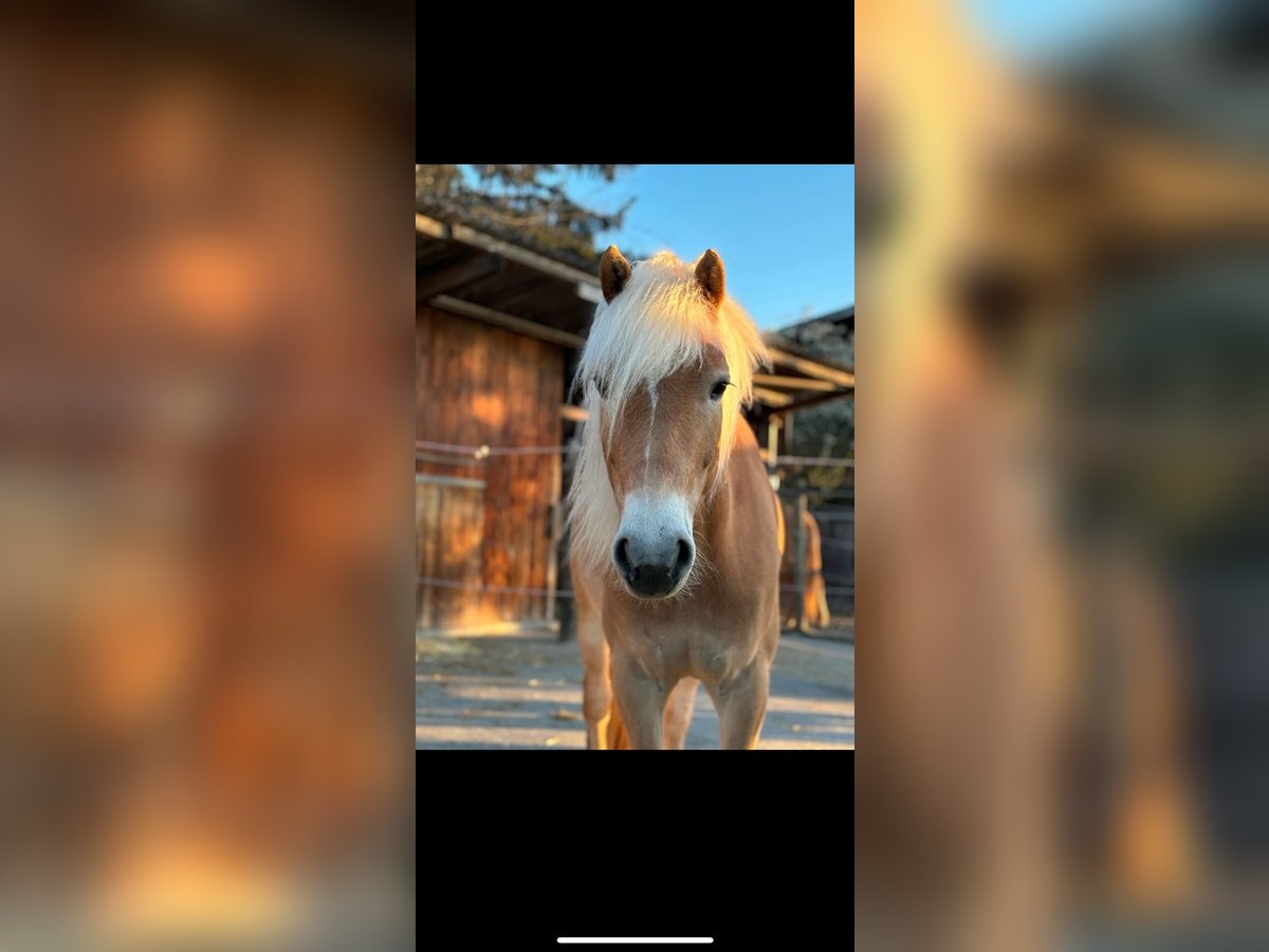 Haflinger Gelding 5 years 15,1 hh Chestnut-Red in Schwaikheim