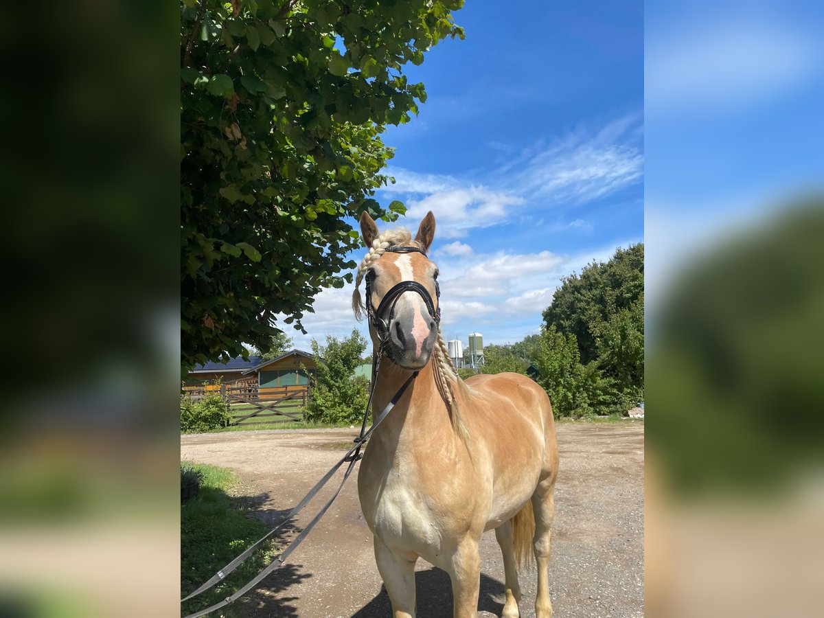 Haflinger Gelding 5 years 15,2 hh Chestnut-Red in Niederzier