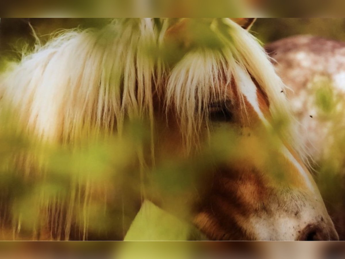 Haflinger Gelding 5 years in Havixbeck