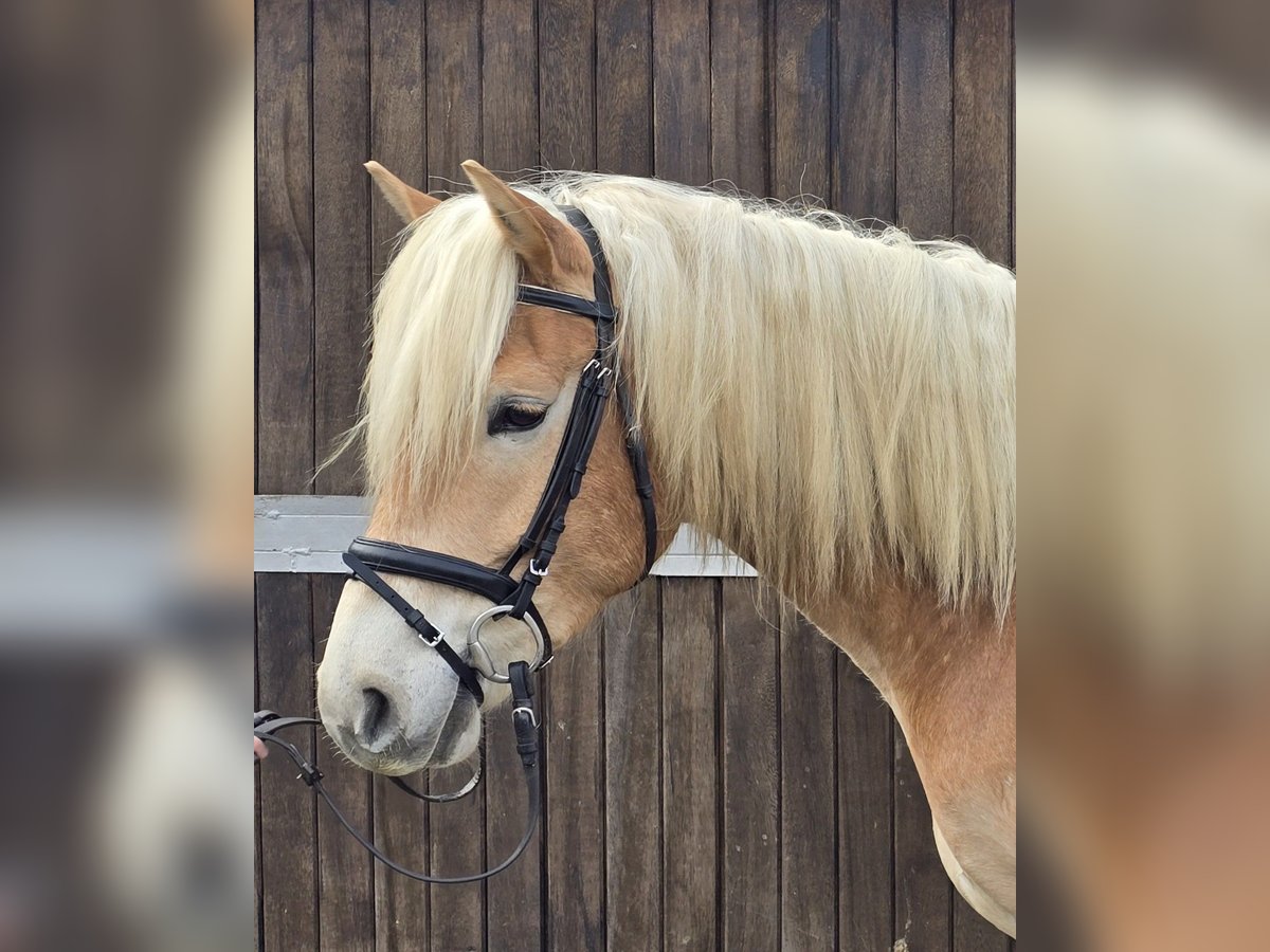 Haflinger Gelding 6 years 15 hh Chestnut-Red in Mülheim an der Ruhr