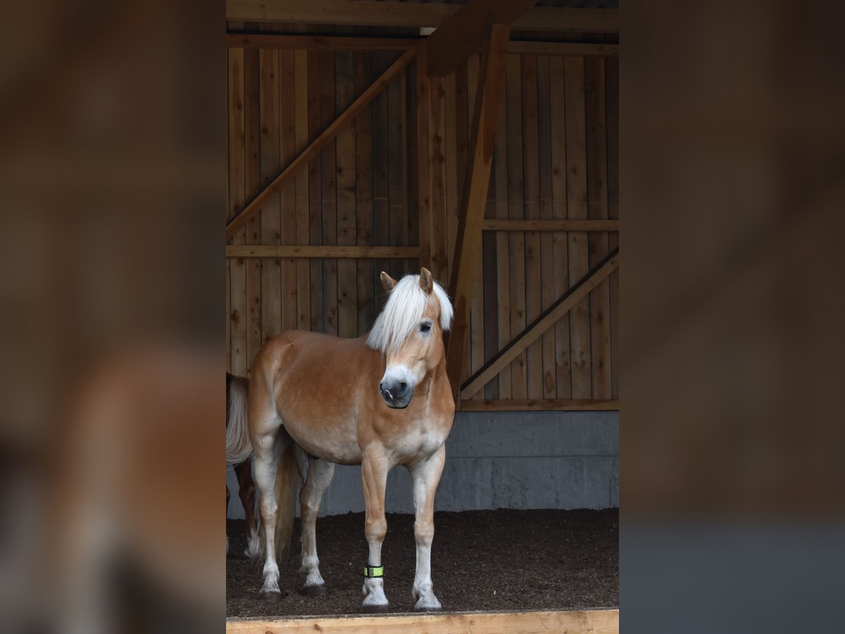 Haflinger Gelding 6 years 15 hh in Marbach am Walde