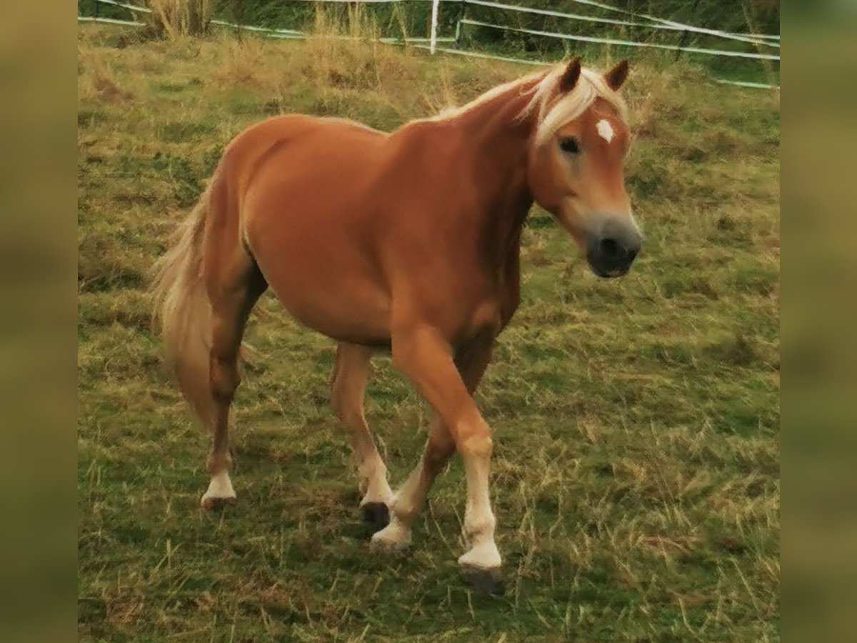 Haflinger Gelding 6 years 15,1 hh Chestnut-Red in Marburg
