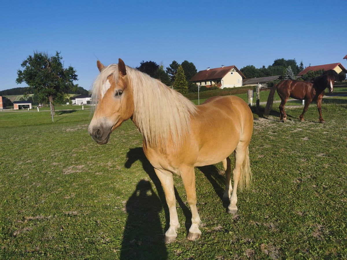 Haflinger Gelding 6 years 15,1 hh in Pichl