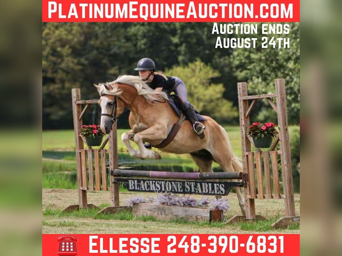 Haflinger Gelding 7 years 14,1 hh Palomino in Howell, MI