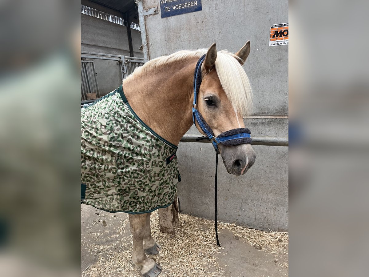 Haflinger Gelding 7 years 15,1 hh Chestnut-Red in Veurne