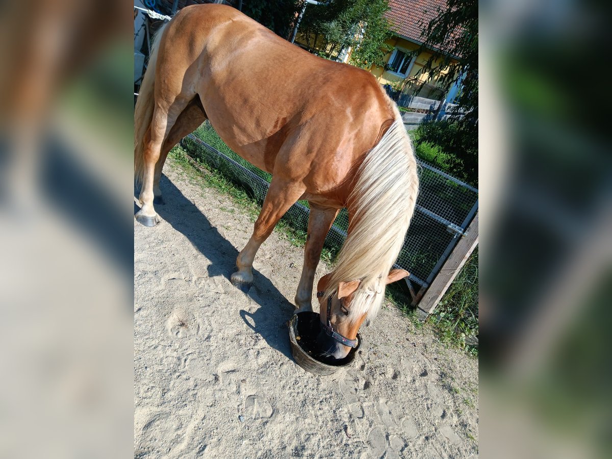 https://cdn.ehorses.media/image/blur/big/haflinger-gelding-7years-15-1-hh-leisurehorses-wetzawinkel_b83aed6c-9fdf-4b2c-accc-3be3410a2494.jpg