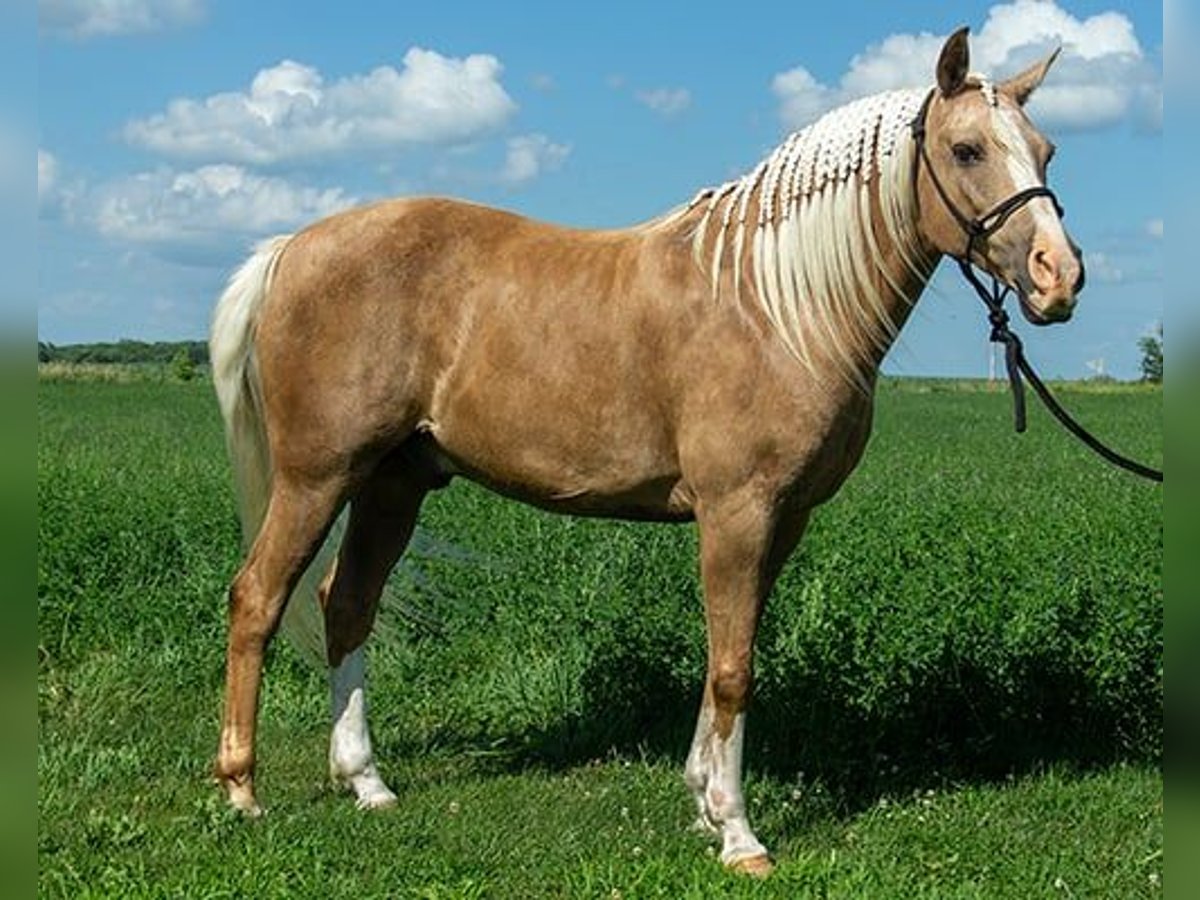Haflinger Gelding 7 years 15 hh Palomino in Princeville, IL