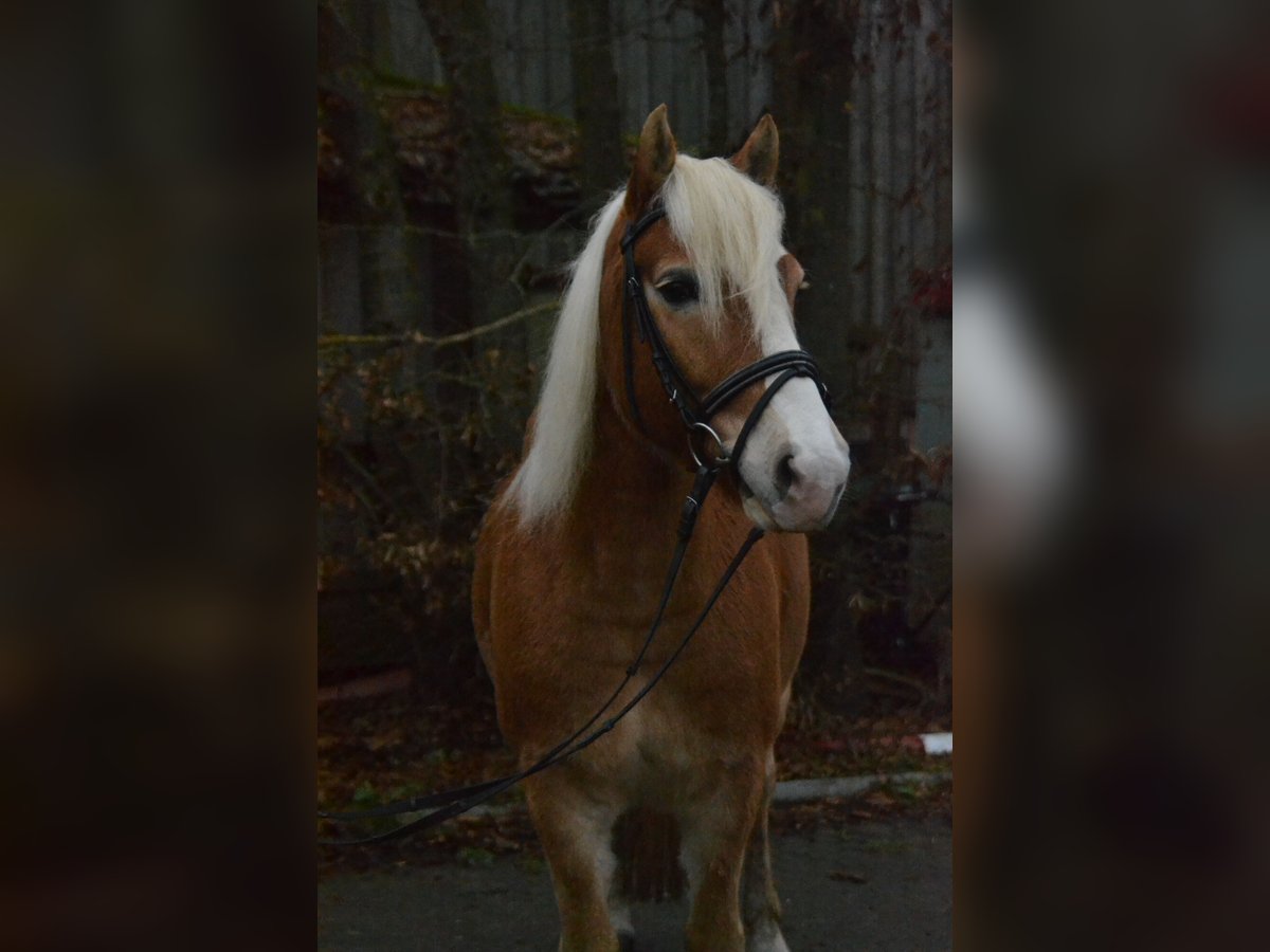 Haflinger Gelding 8 years 14 hh Chestnut-Red in Würzburg