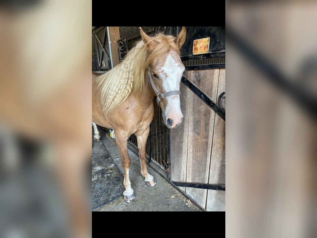 Haflinger Gelding 8 years 14 hh Palomino in Ramseur