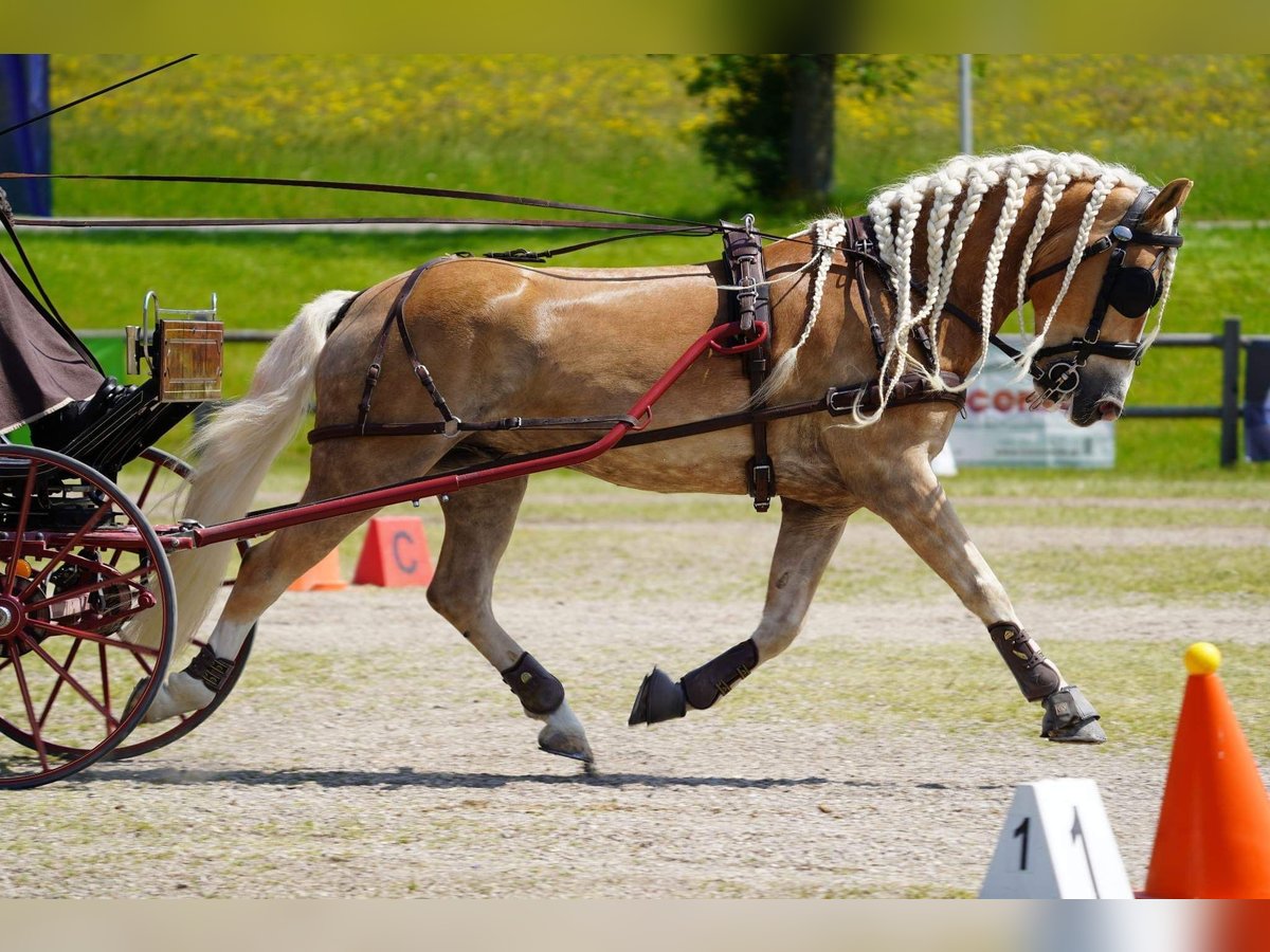 Haflinger Gelding 8 years 14,3 hh in Zistersdorf