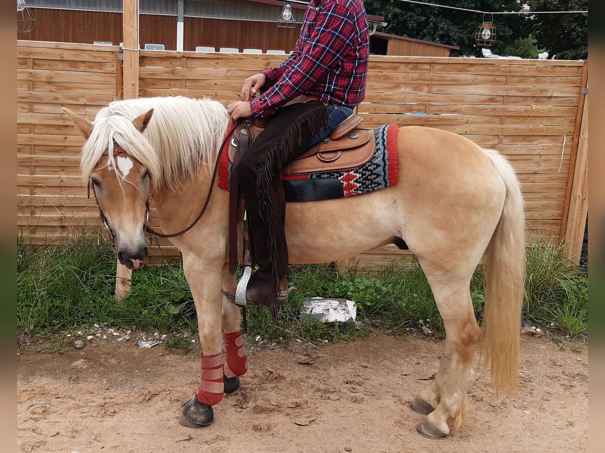 Haflinger Gelding 8 years 15,1 hh in Ottenhofen