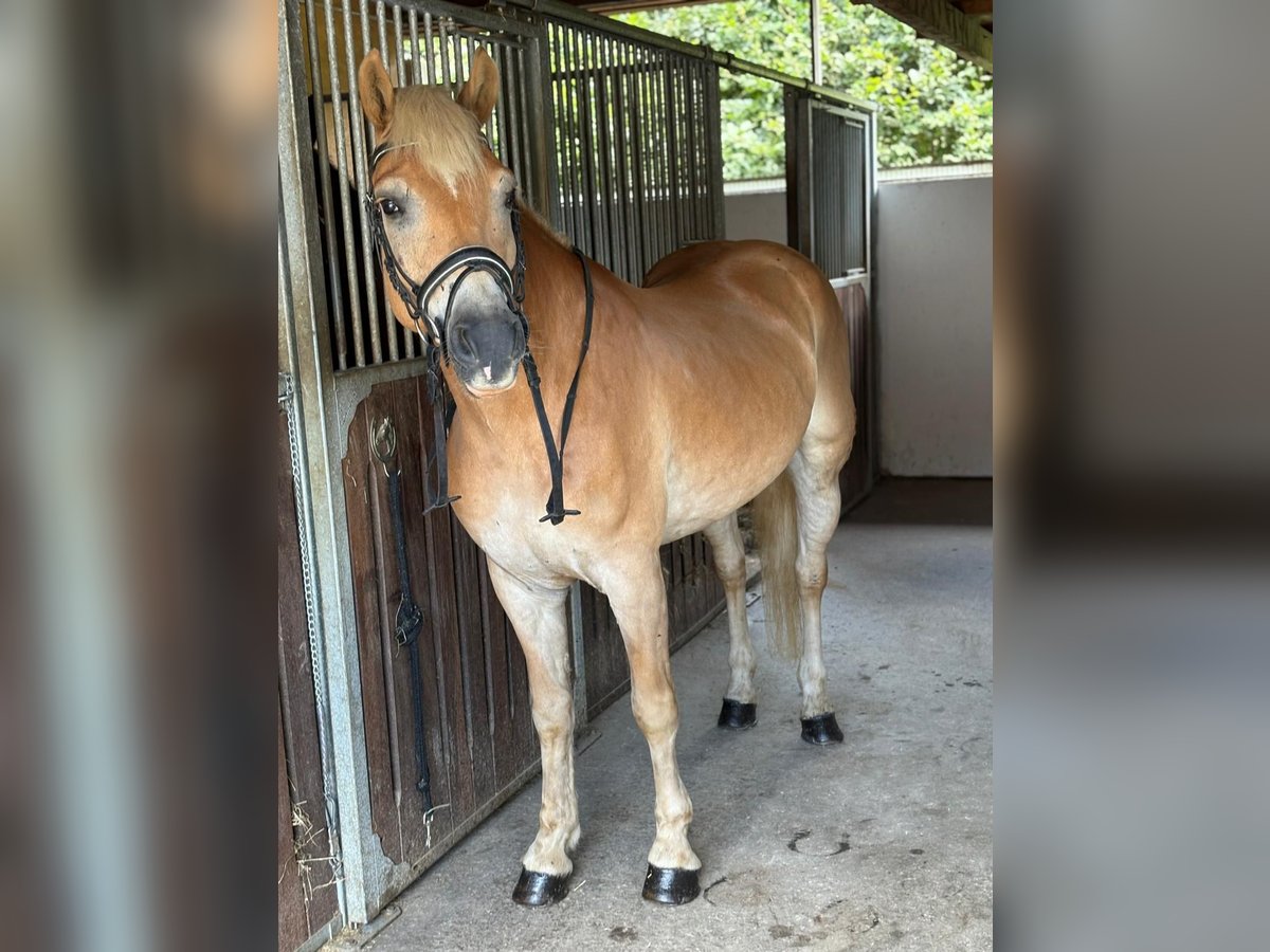 Haflinger Gelding 8 years 15 hh Chestnut-Red in Gummern