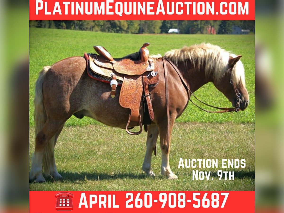 Haflinger Gelding 9 years 13,2 hh Chestnut in Saint Joe IN