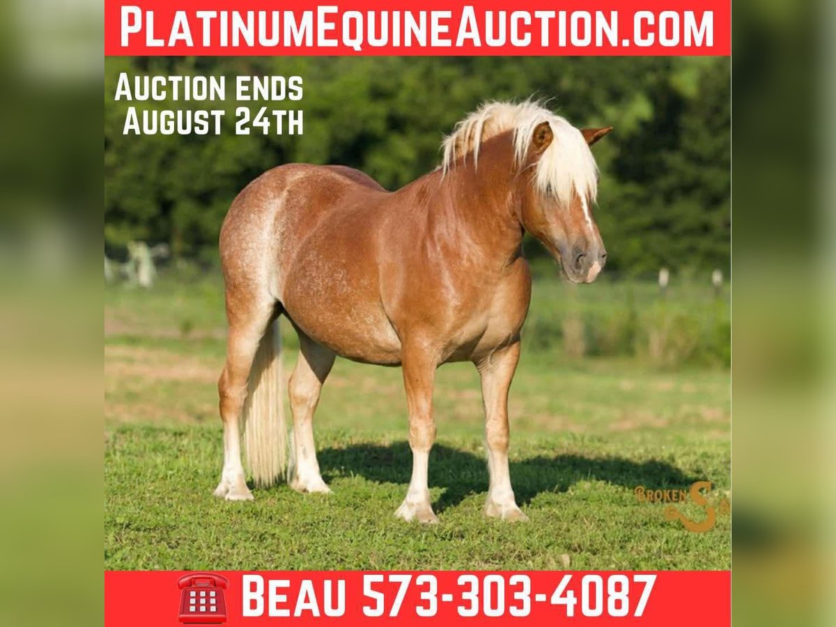 Haflinger Gelding 9 years 13,2 hh Sorrel in Sweet Springs MO