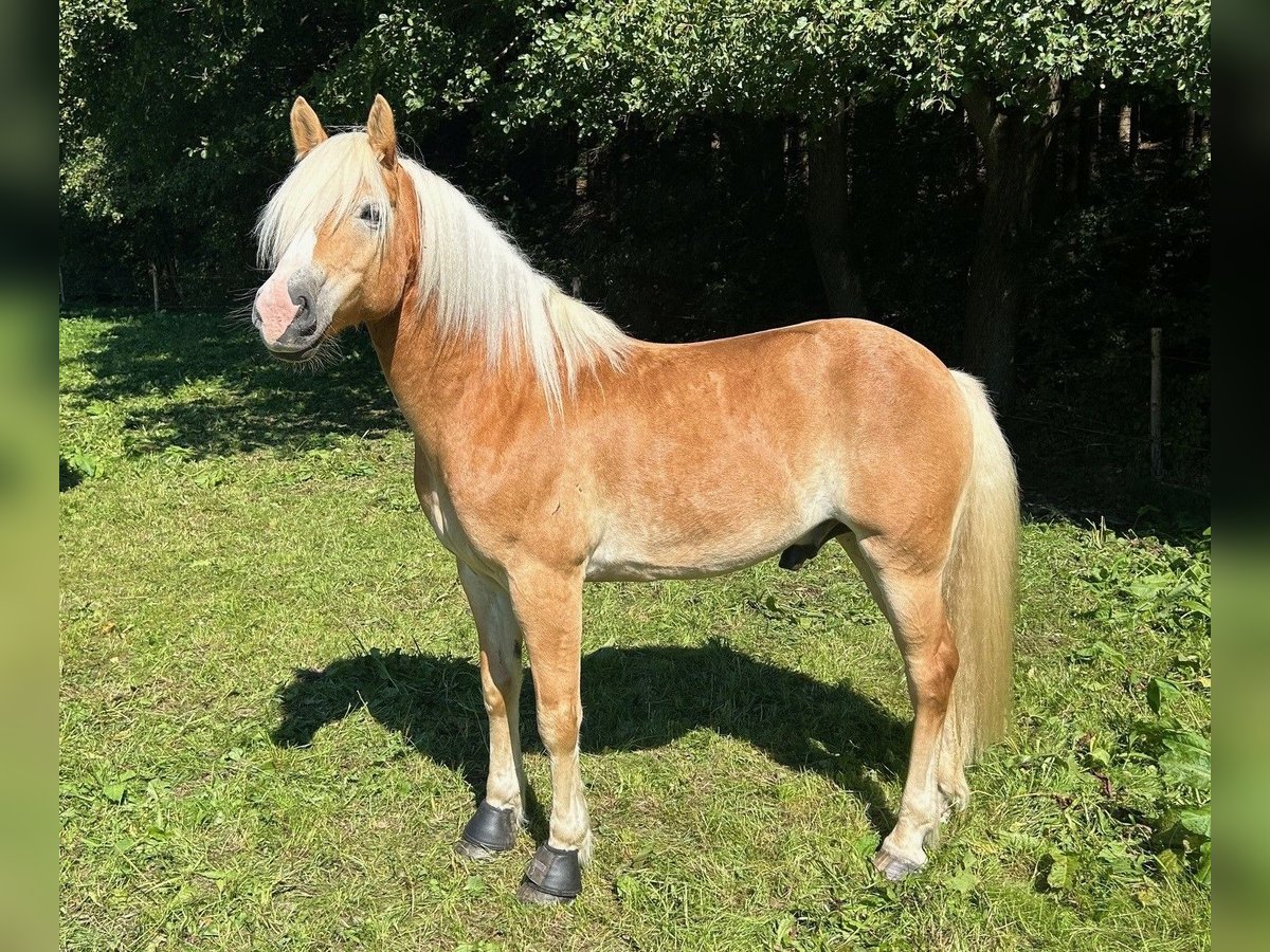 Haflinger Gelding 9 years 14,1 hh Chestnut-Red in Thalheim / Erzgebirge