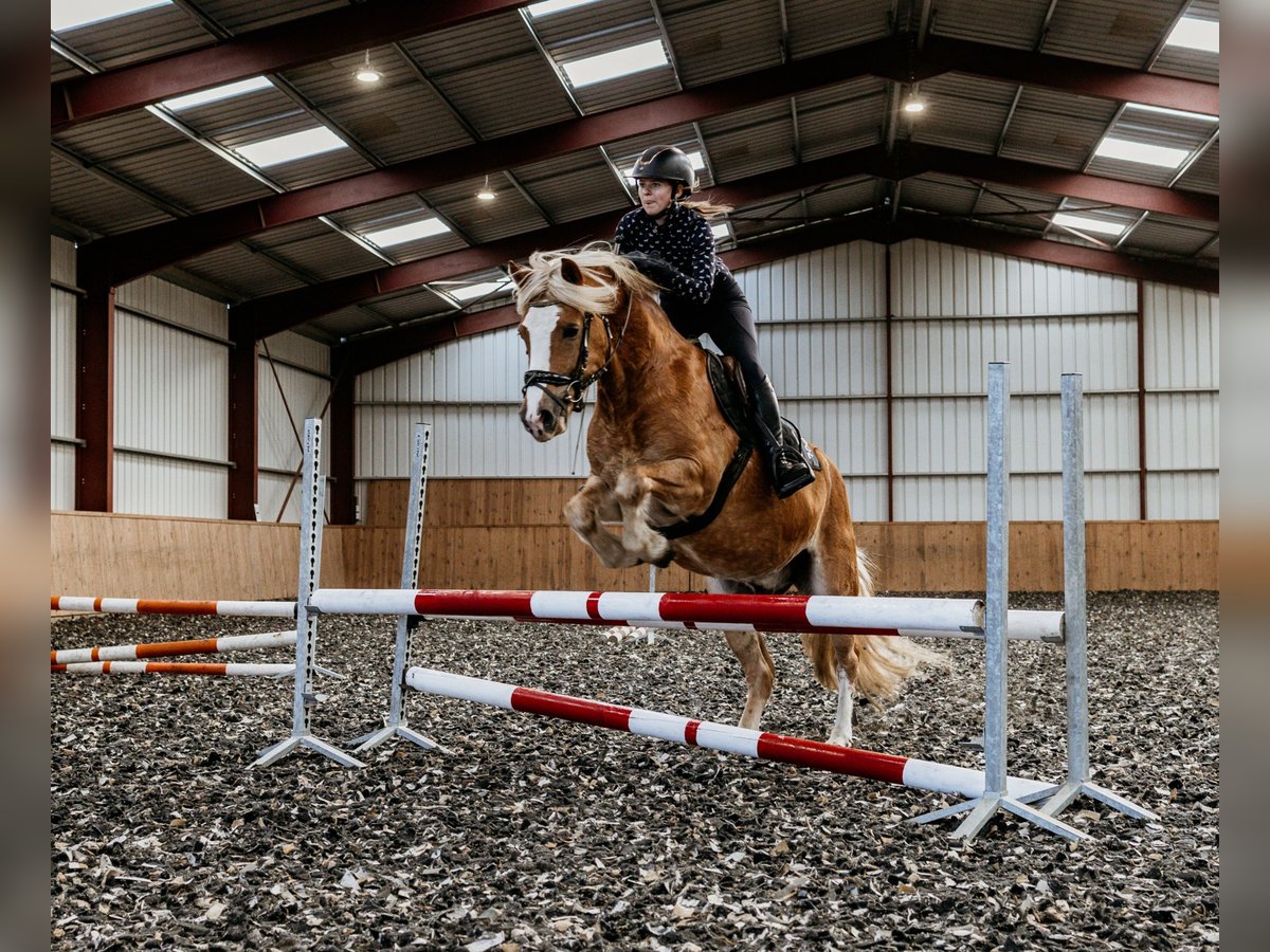 Haflinger Mix Gelding 9 years 14,1 hh Chestnut-Red in Coch