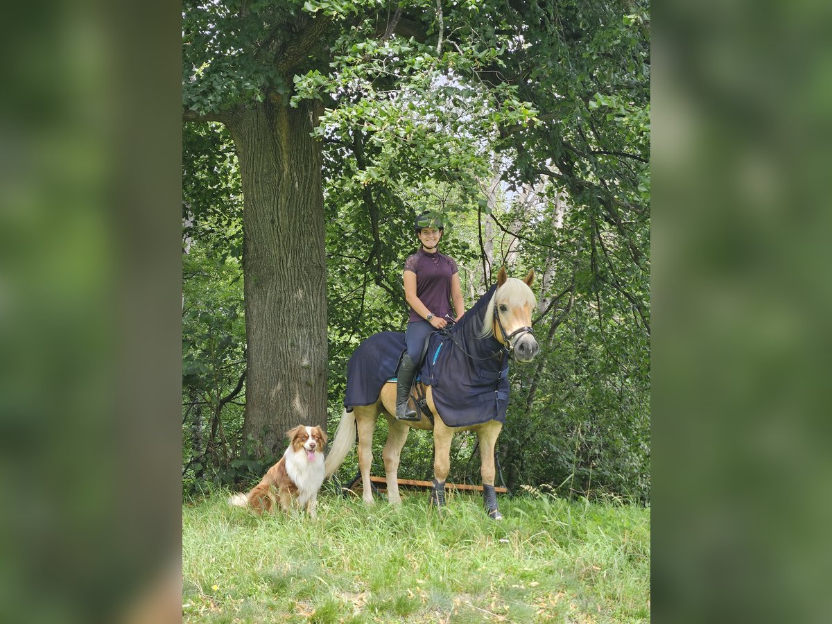 Haflinger Gelding 9 years 14,1 hh in Feistritzgraben