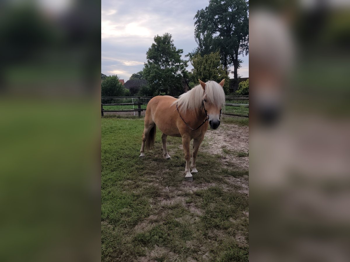 Haflinger Gelding 9 years 15 hh in Buchholz