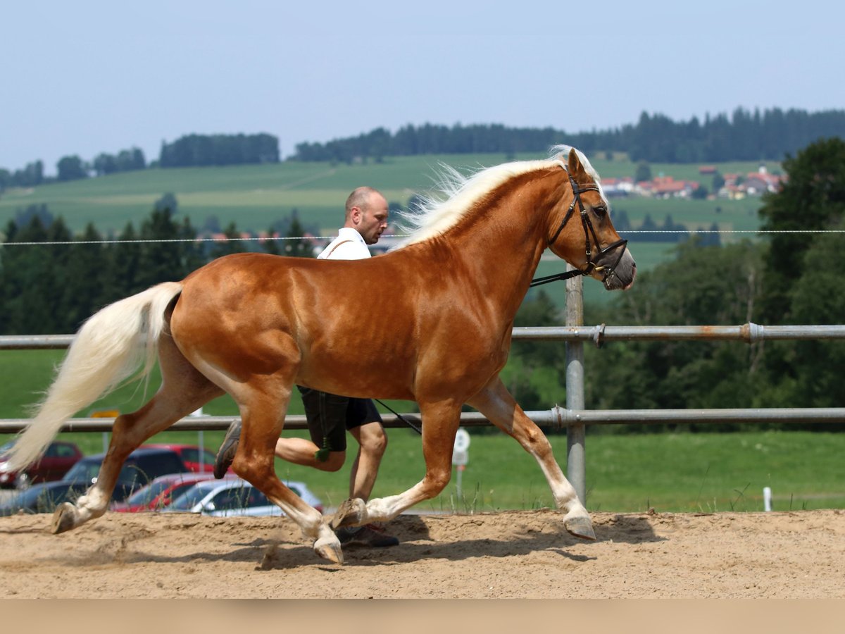 Haflinger Hengst 10 Jahre 151 cm Fuchs in Fischen