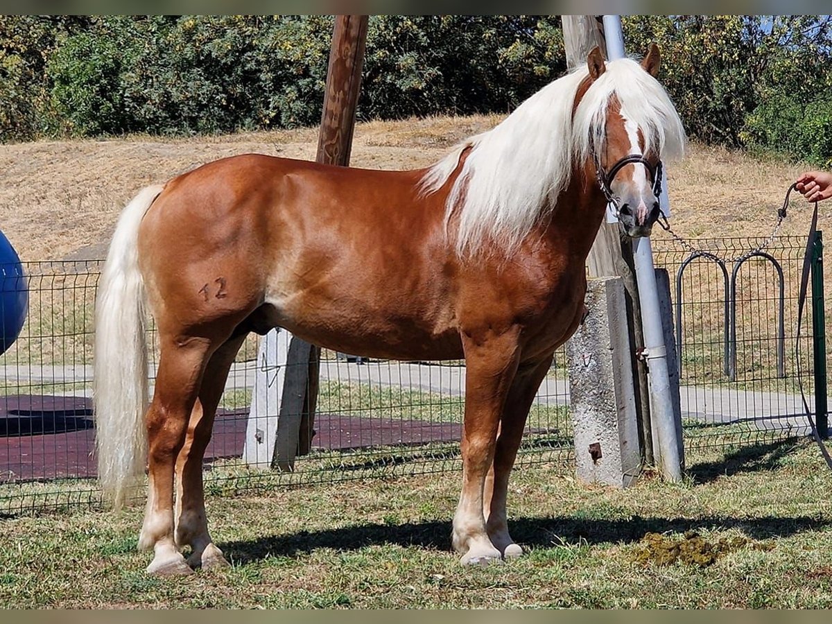 Haflinger Hengst 12 Jaar 152 cm in Deggendorf