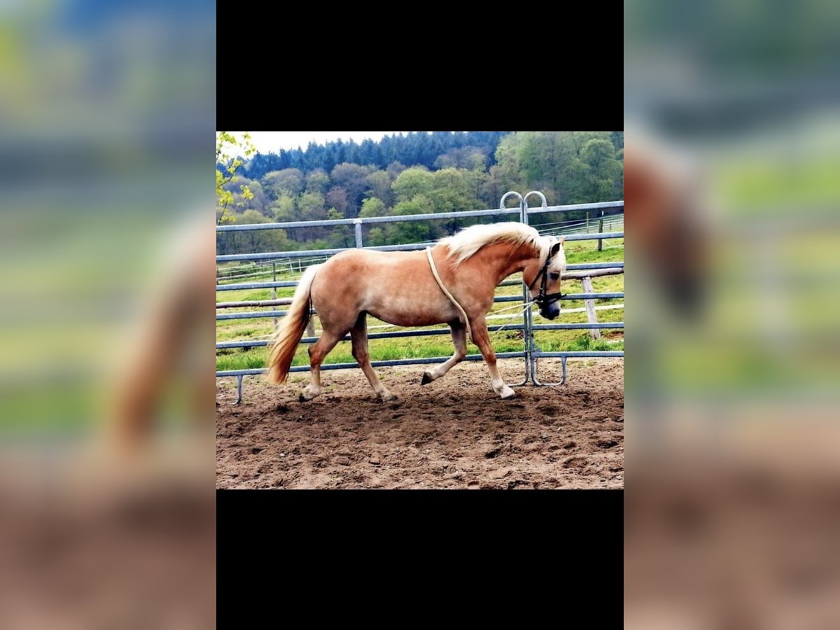 Haflinger Hengst 15 Jahre 146 cm Fuchs in Butzbach
