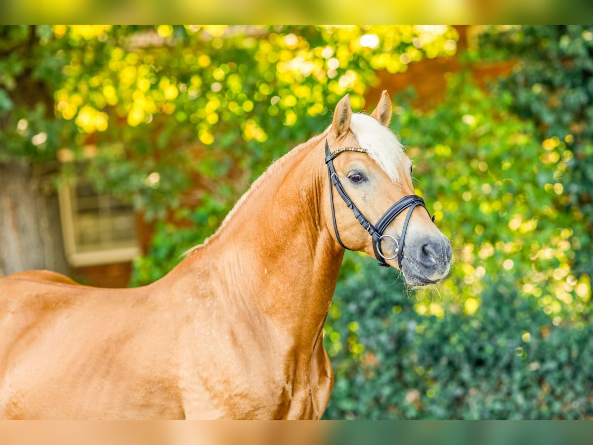Haflinger Hengst 15 Jahre 149 cm Fuchs in Ostercappeln