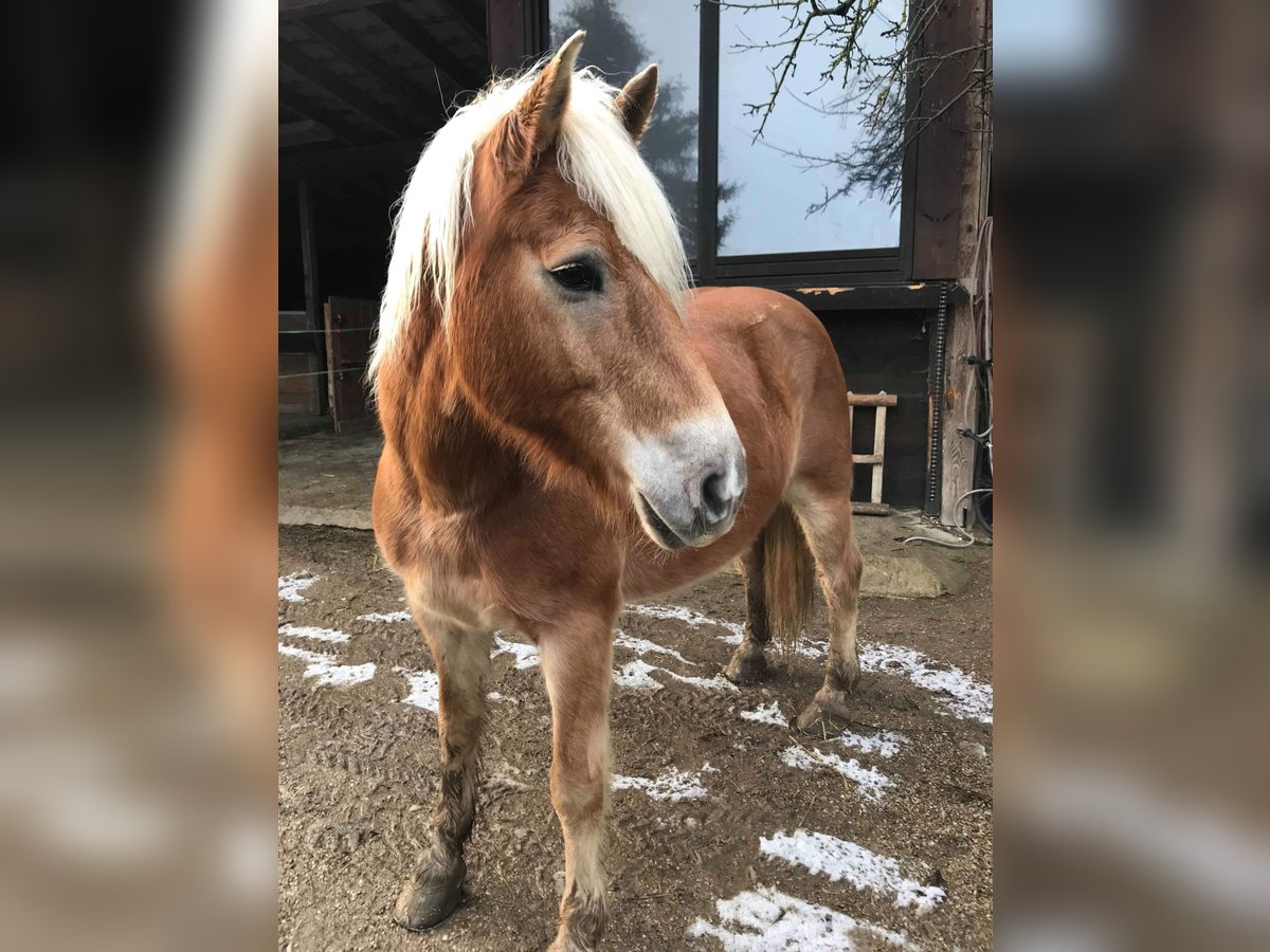 Haflinger Hengst 19 Jaar 160 cm Lichtbruin in Heddert