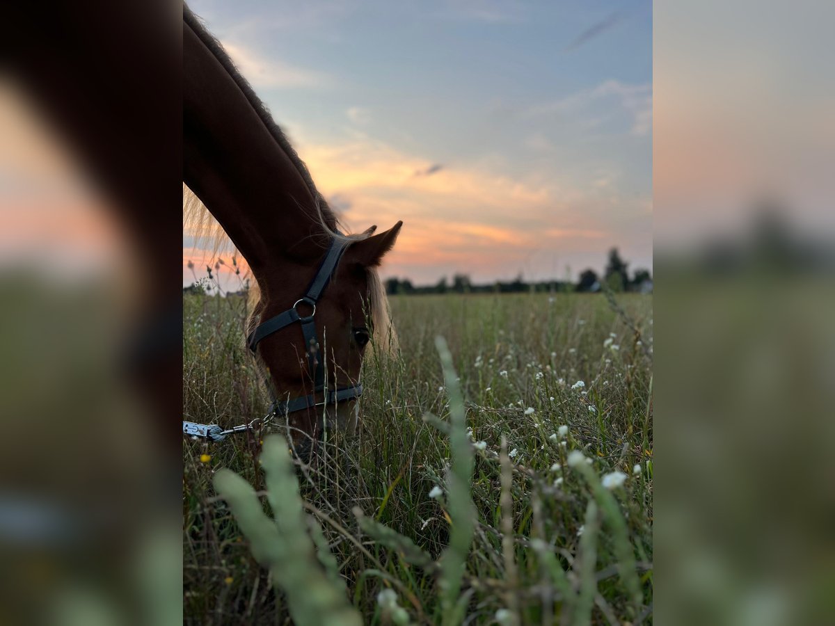 Haflinger Mix Hengst 1 Jaar 117 cm Vos in Falkenberg/Elster