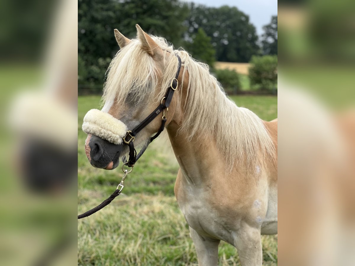 Haflinger Hengst 1 Jaar 150 cm Vos in Dahlenburg
