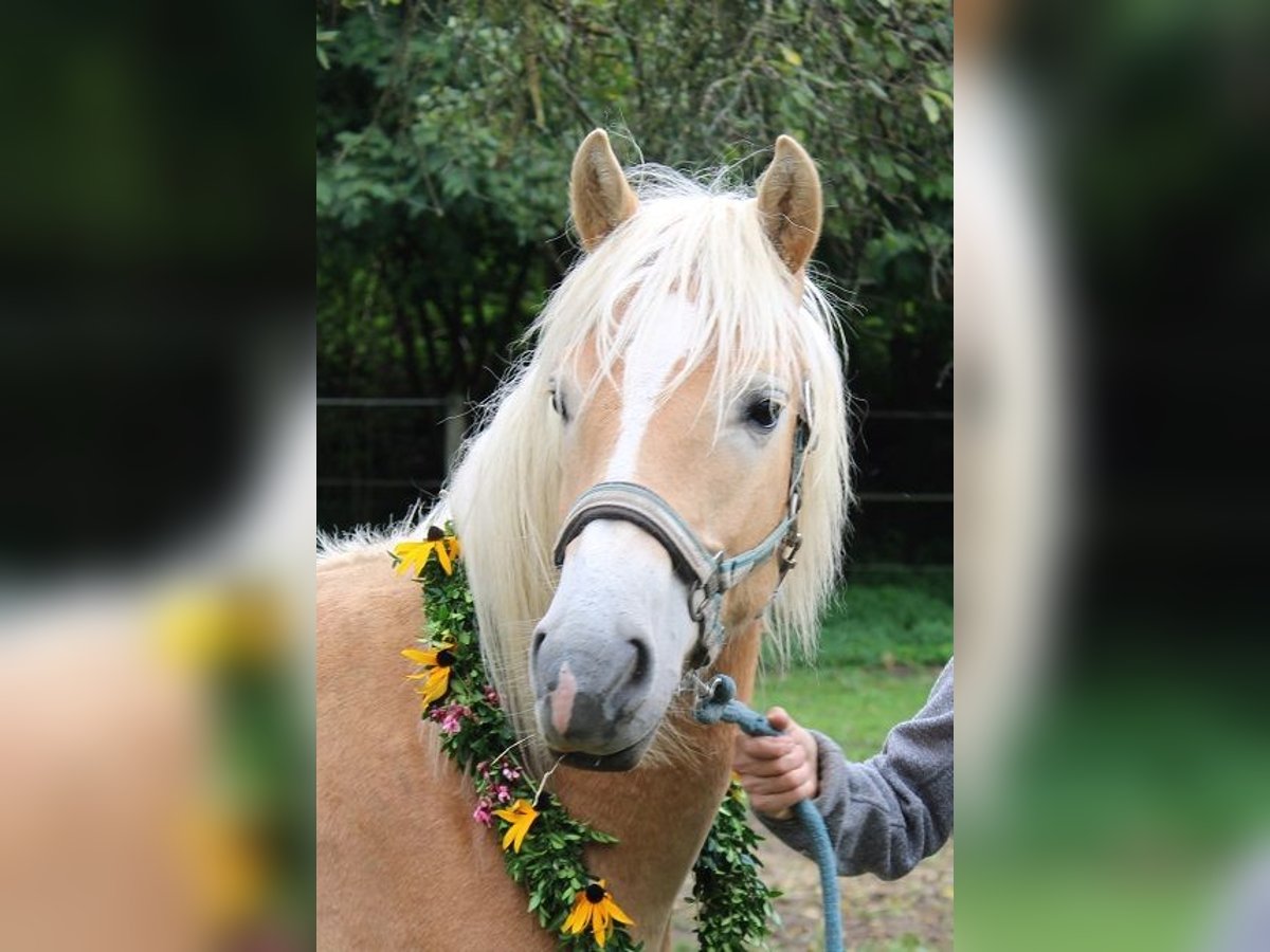 Haflinger Hengst 1 Jaar 150 cm Vos in Fischbach am Inn/Bayern