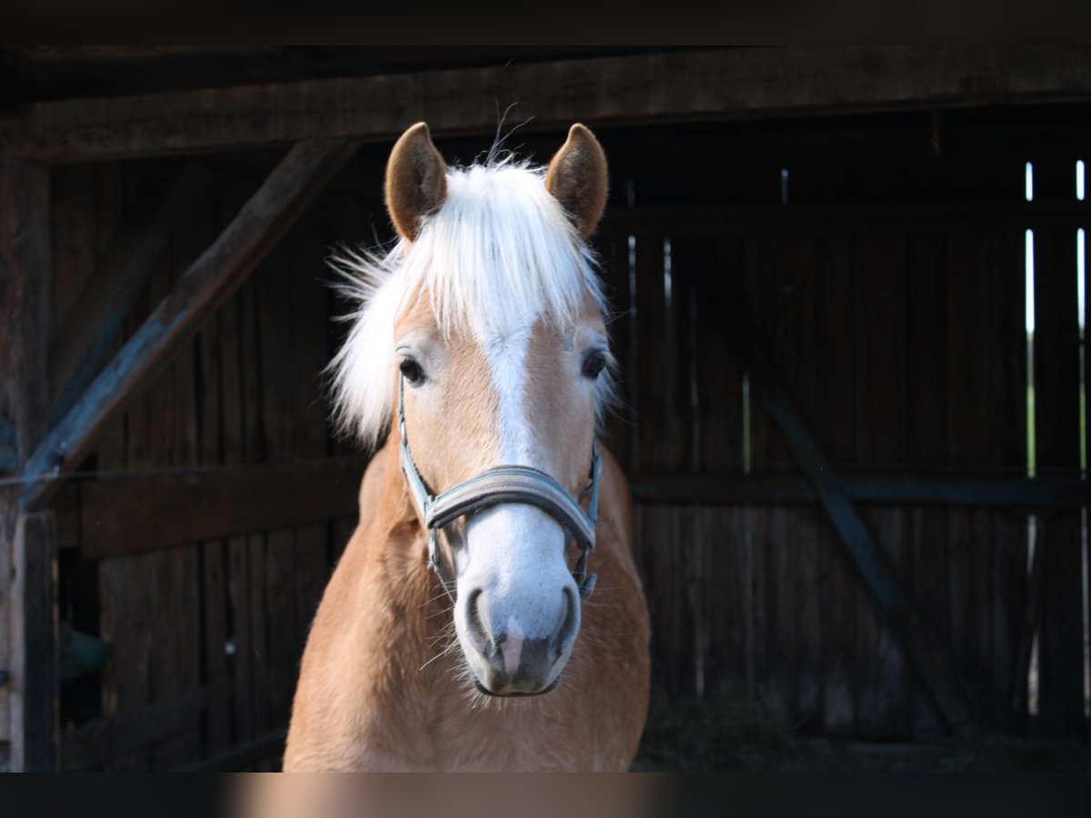 Haflinger Hengst 1 Jaar 150 cm Vos in Fischbach am Inn/Bayern