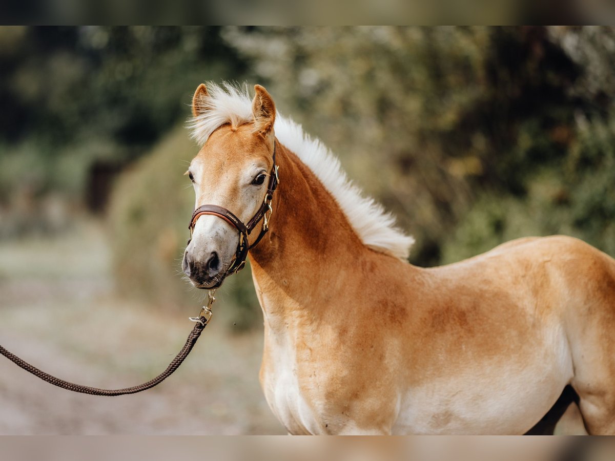 Haflinger Hengst 1 Jaar 154 cm in Trebbin