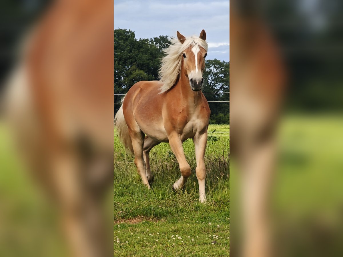 Haflinger Hengst 1 Jaar in Haren