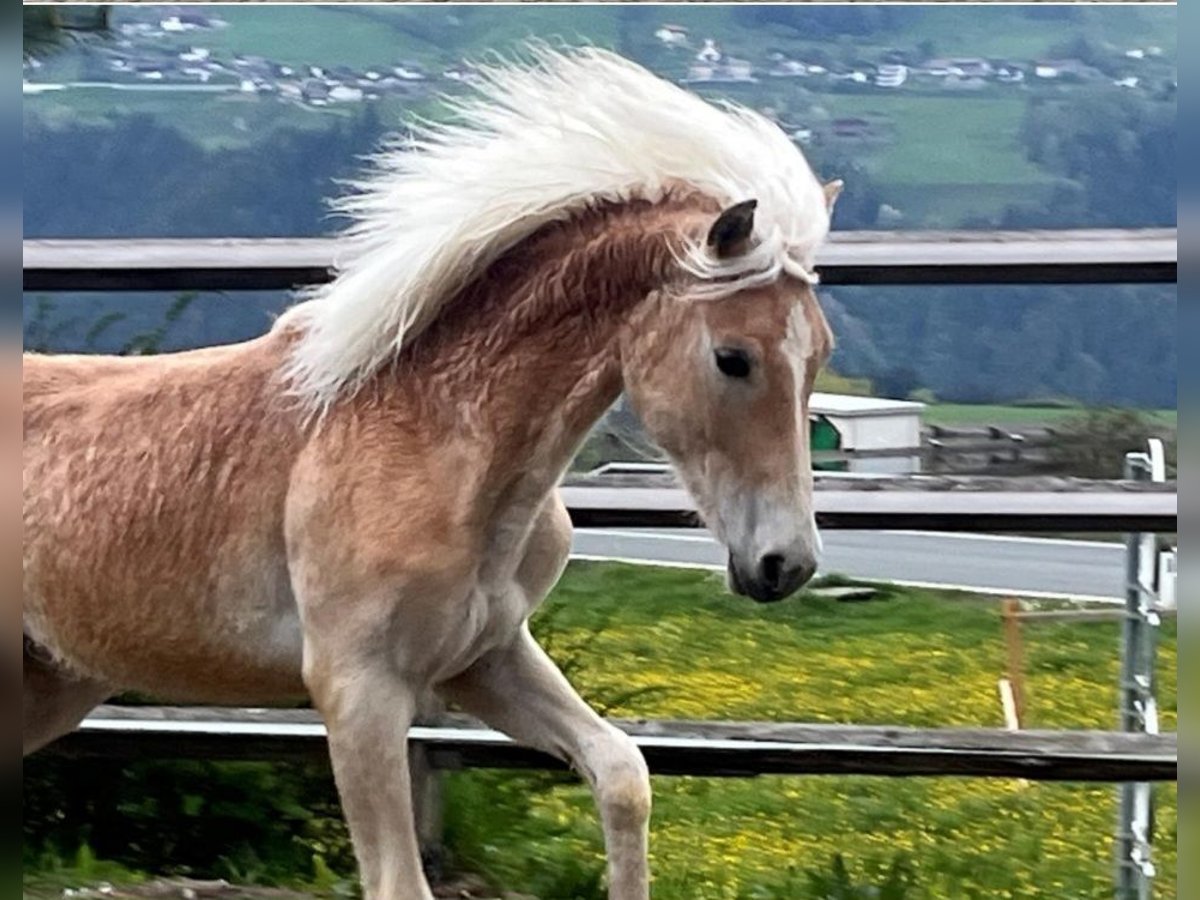 Haflinger Hengst 1 Jaar in Niederzier