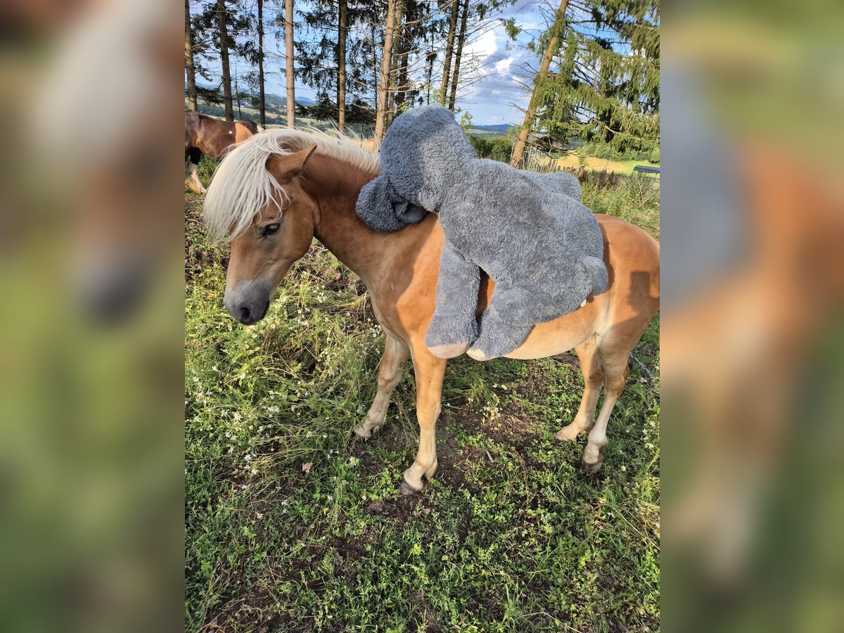 Haflinger Hengst 1 Jaar in Bereborn