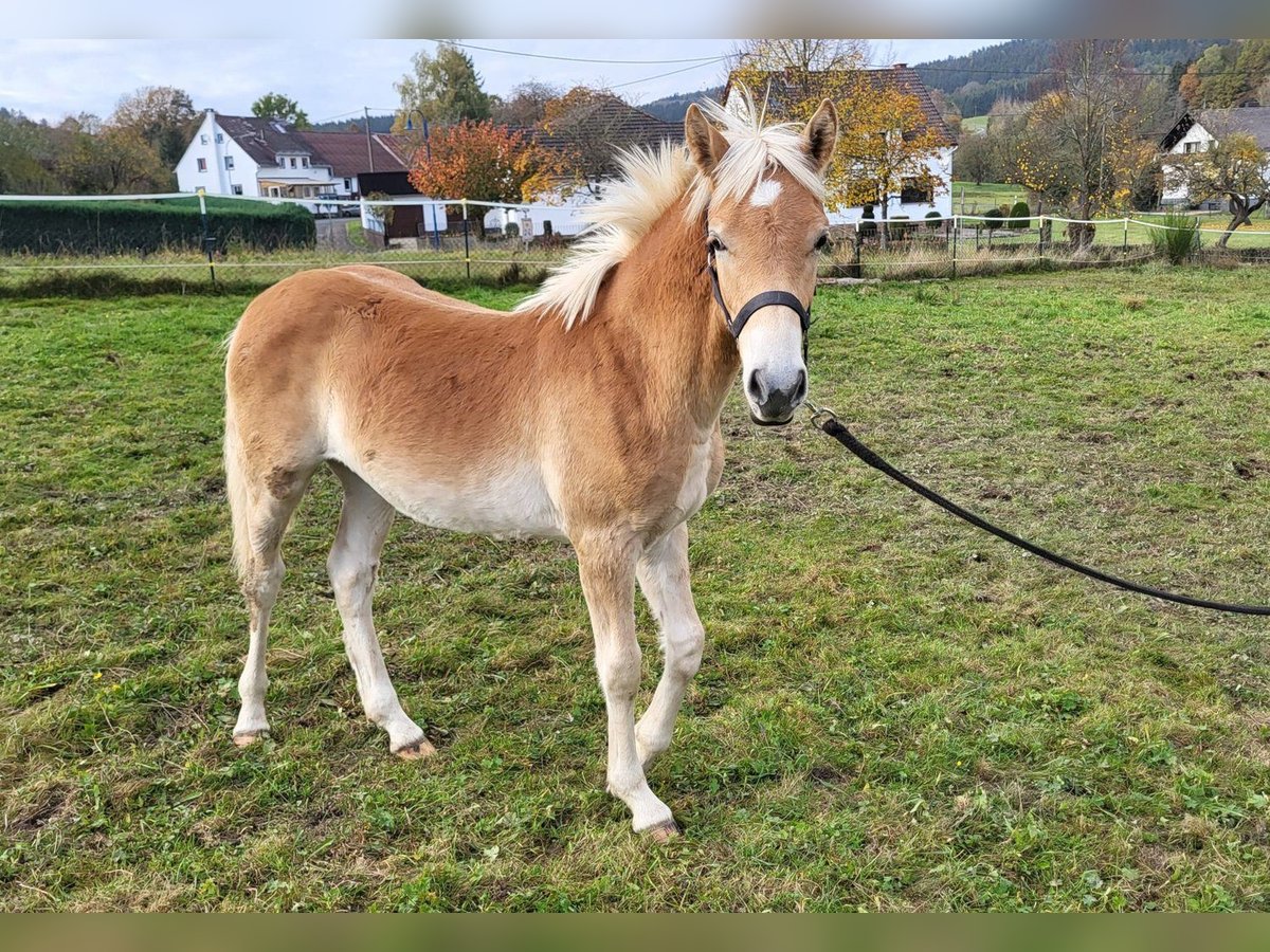 Haflinger Hengst 1 Jaar in Bereborn