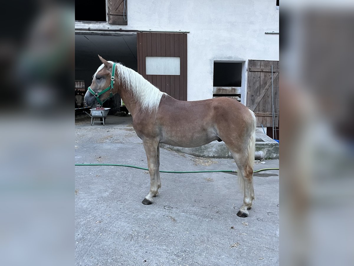 Haflinger Hengst 1 Jaar in Waizenkirchen