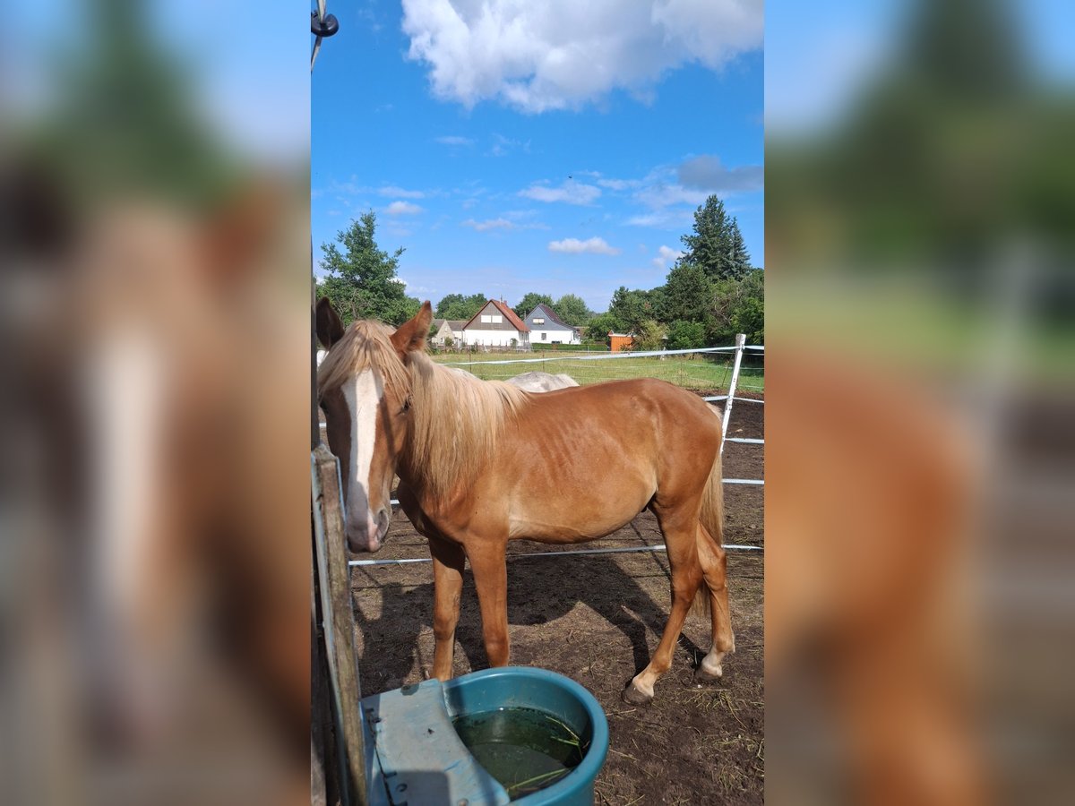 Haflinger Mix Hengst 1 Jahr 117 cm Fuchs in Falkenberg/Elster