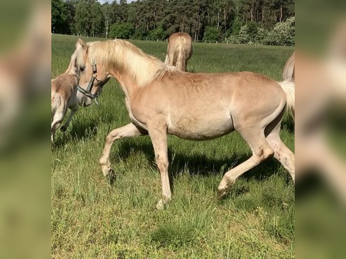 Haflinger Hengst 1 Jahr 150 cm in Suhlendorf