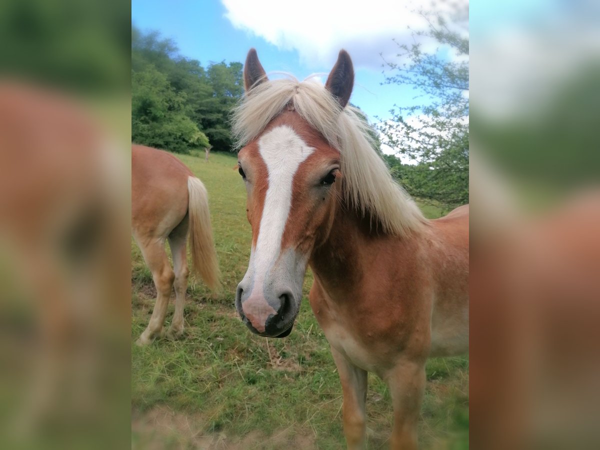 Haflinger Hengst 1 Jahr 150 cm in Biebergem&#xFC;nd